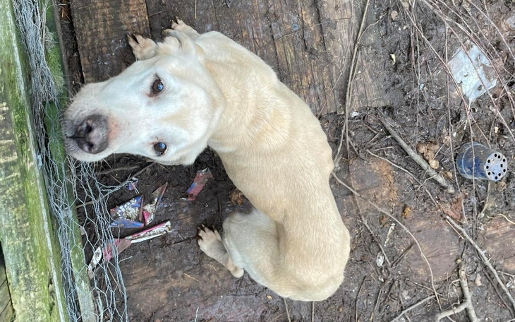 Zbiórka Ratujemy poniżone życie Chanell - zdjęcie główne