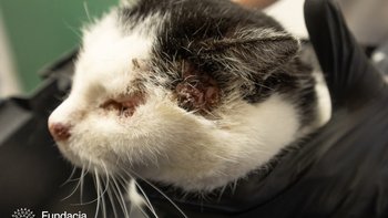 Zbiórka Na diagnostykę ALMY - miniaturka zdjęcia