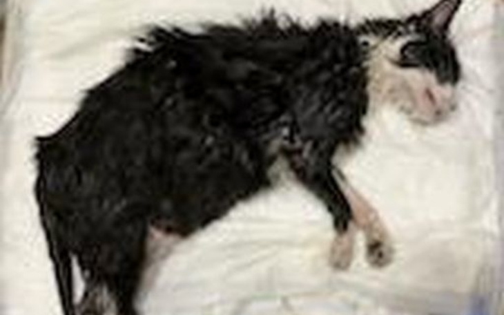 Czarny kot leżący na białym tle, w mokrej sierści.