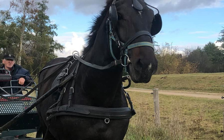 Zbiórka Kup z Nami ślązaka do bryczki - zdjęcie główne