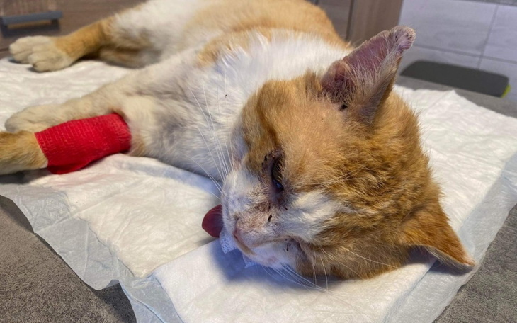 Zbiórka Robuś - zdjęcie główne