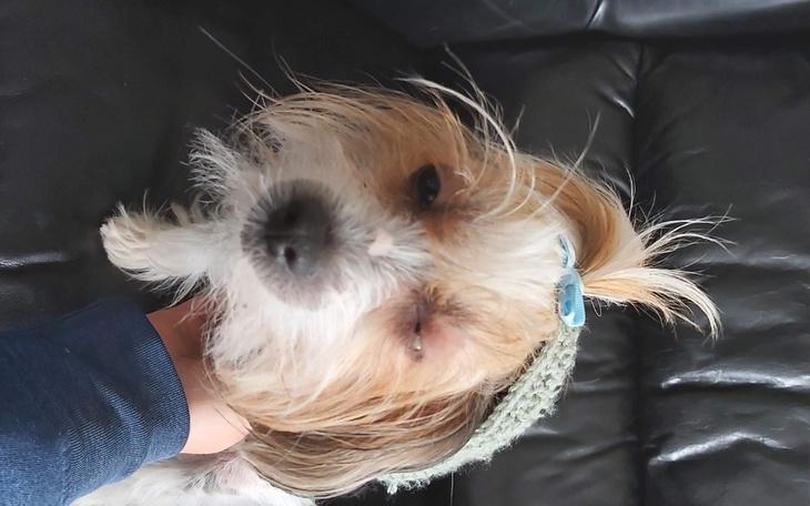 Zbiórka Zbieramy dla Fifi - zdjęcie główne