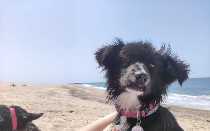 Zbiórka Urodzinowa Zbiórka Kasi dla SBŻ - zdjęcie główne