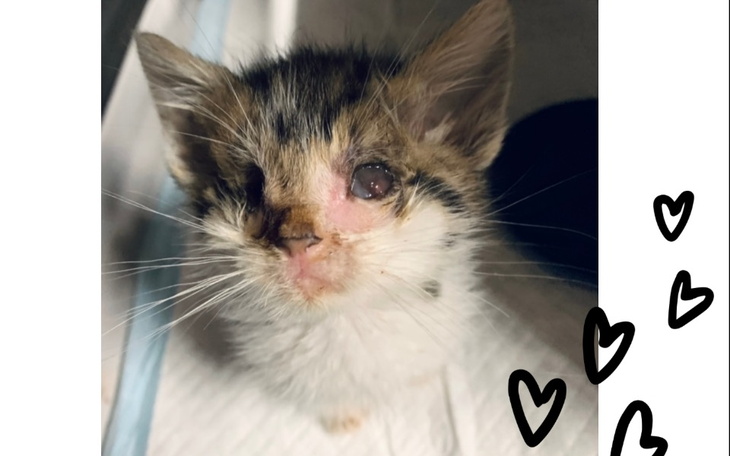 Zbiórka Dzień kota u bezdomniaków - zdjęcie główne