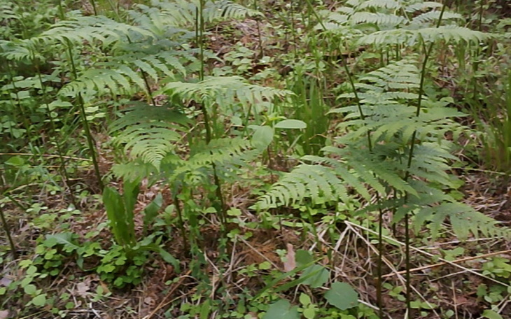 Zielone paprocie rosnące w lesie.