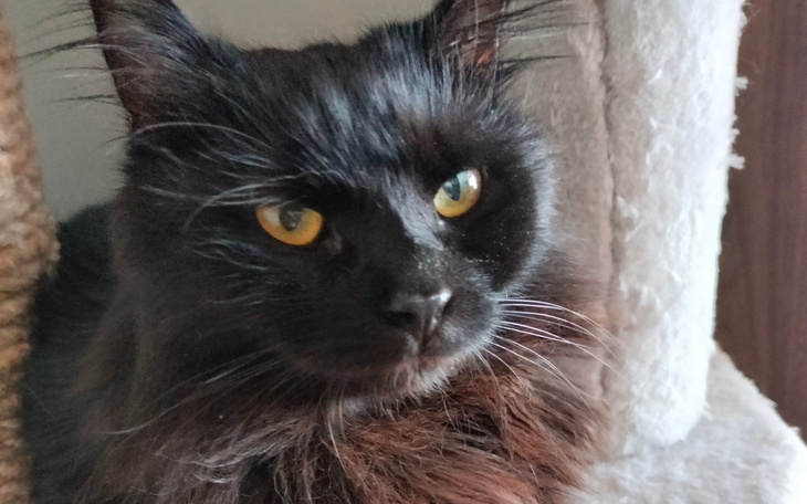 Czarny kot z wyrazistymi oczami.