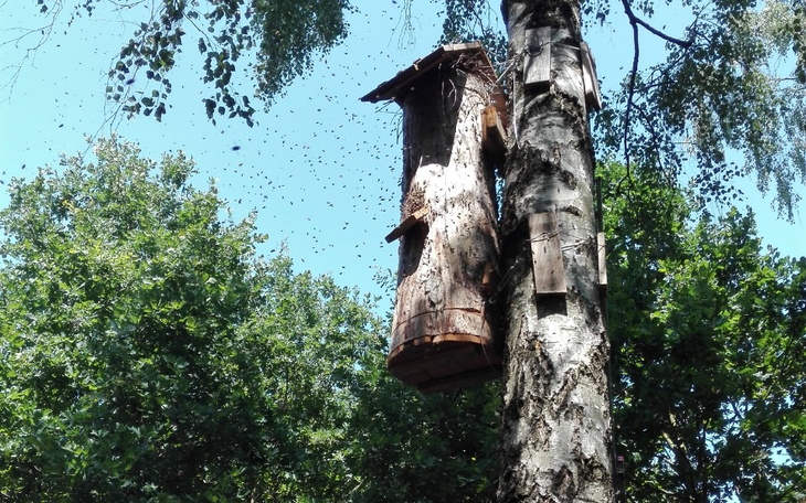 Drewniana budka dla ptaków na drzewie w otoczeniu zieleni.