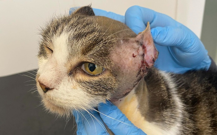 Zbiórka Pilny zabieg uszu Benia - zdjęcie główne