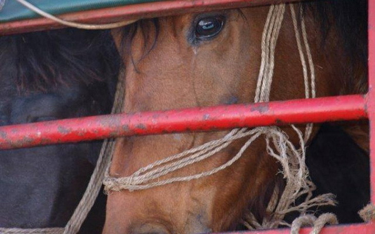 Zbiórka Skaryszew - ocalmy końskie życie - zdjęcie główne