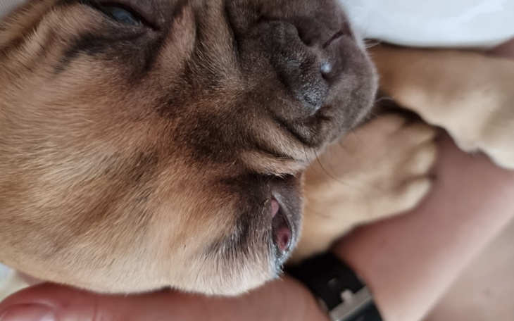 Zbiórka Na operacje i opiekę medyczną - zdjęcie główne