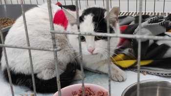 Zbiórka Henia potrzebuje pomocy - miniaturka zdjęcia