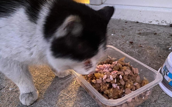 Zbiórka Koty z ubogiej rodziny - zdjęcie główne