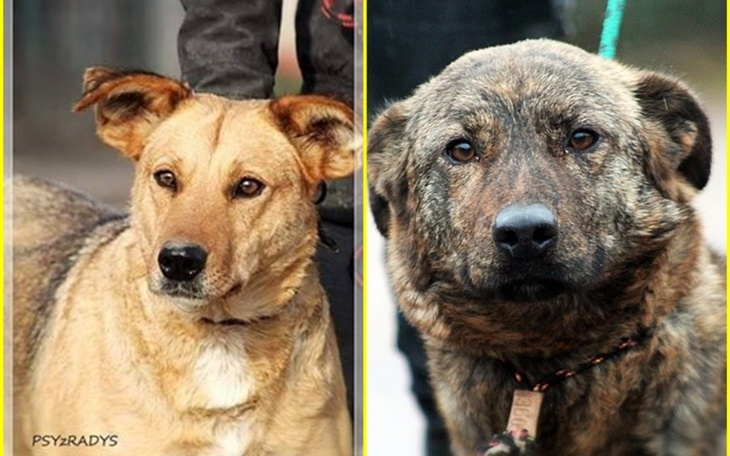 Zbiórka Na nowe życie Gruzji i Ramony - zdjęcie główne