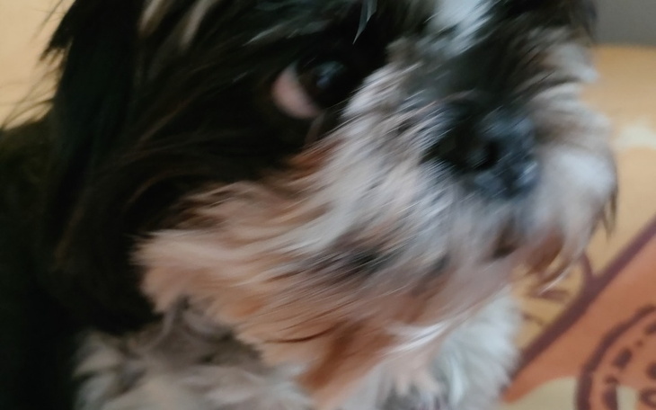 Zbiórka Dopuszczenie mojego psa - zdjęcie główne