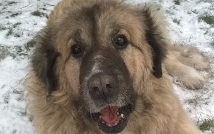 Zbiórka Pomoc w leczeniu, kastracja - zdjęcie główne