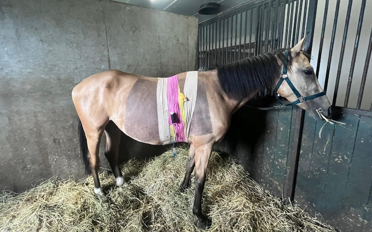 Zbiórka Leczenie Klaczy Poli - zdjęcie główne