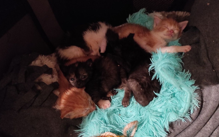 Zbiórka KSB dług wrzesień 2020 - zdjęcie główne