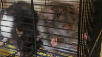 Zbiórka Szczurzy happy end - miniaturka zdjęcia