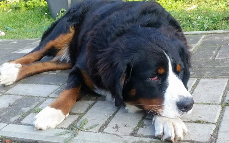 Zbiórka zbiórka na operację oczu Fibi - zdjęcie główne