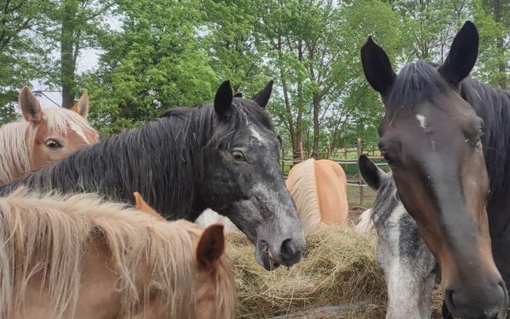 Zbiórka Pilna zbiórka na siano - zdjęcie główne