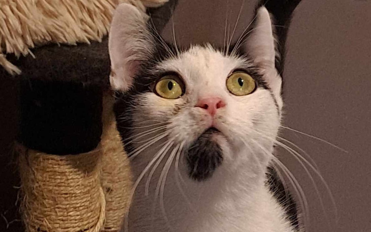 Kot z zielonymi oczami patrzy w górę, z ciekawością.