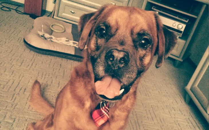 Zbiórka Bailey vs Mastocytoma - zdjęcie główne