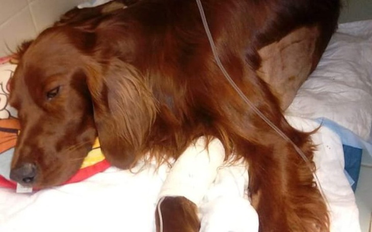 Zbiórka Irish Setter Itiano need help!!! - zdjęcie główne
