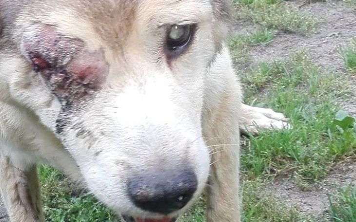 Zbiórka Diesel 15letni pies i nowotwór - zdjęcie główne