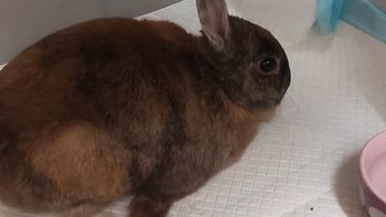 Zbiórka Uratujmy życie Zosi - miniaturka zdjęcia