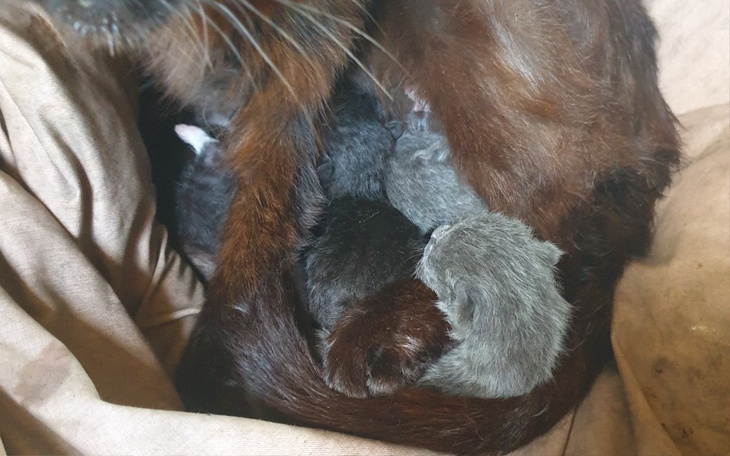 Zbiórka Dla mamy i dzieci na karmę i wet - zdjęcie główne