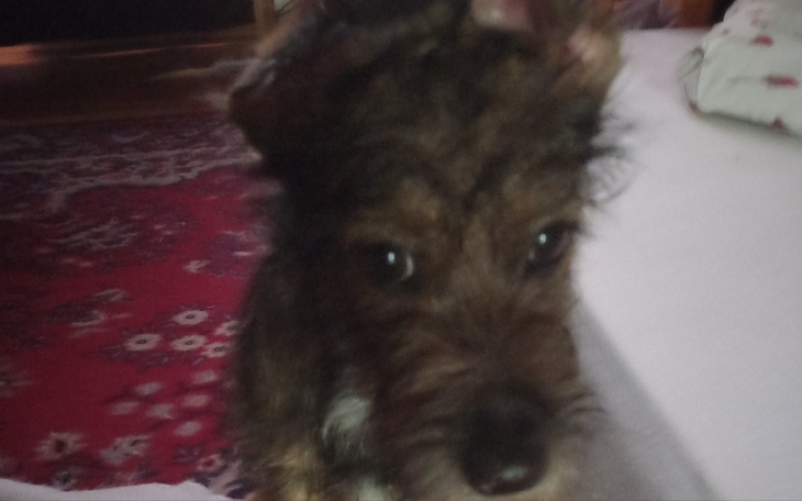 Mały piesek z ciekawym wyrazem pyszczka.