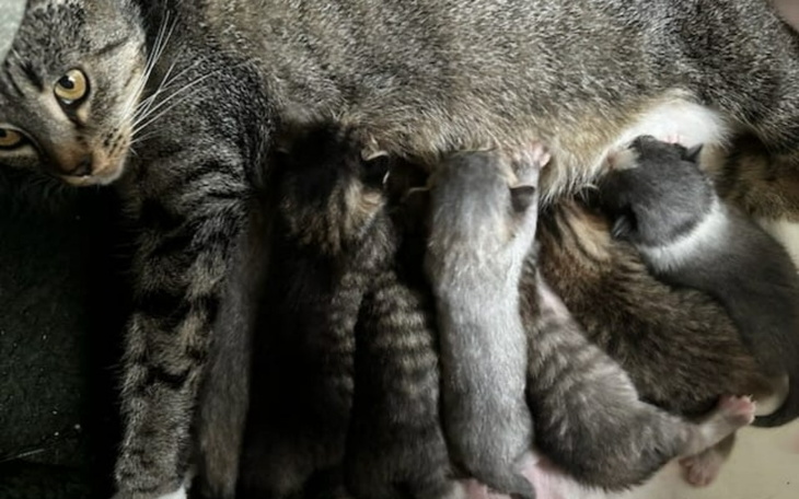 Zbiórka Kotka i 7 kociaków -lepsze życie - zdjęcie główne