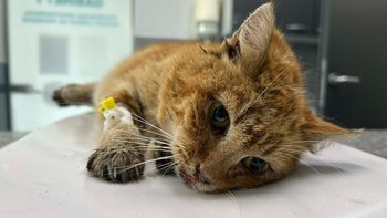 Zbiórka Myśleliśmy że on nie żyje - Rudy - miniaturka zdjęcia