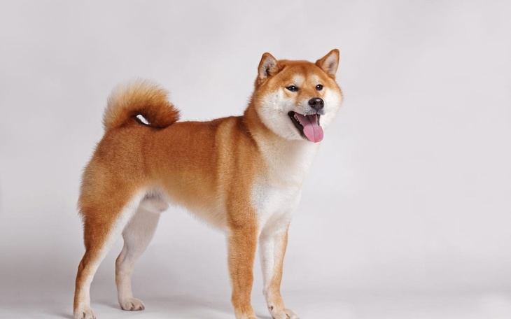 Zbiórka Zbieram Na Wymarzonego Psa Shiba - zdjęcie główne