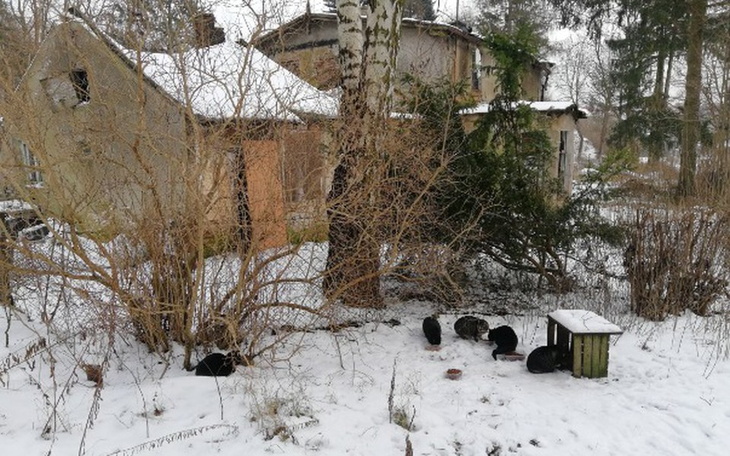 Zbiórka Karma dla kotów z pustostanu! - zdjęcie główne