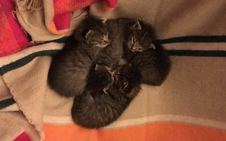 Zbiórka Kociaki z psiej budy. - zdjęcie główne