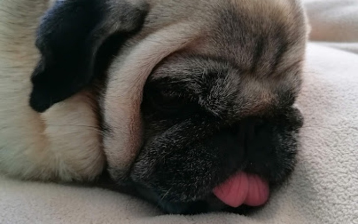 Zbiórka Mini Mops - na dalsze leczenie - zdjęcie główne