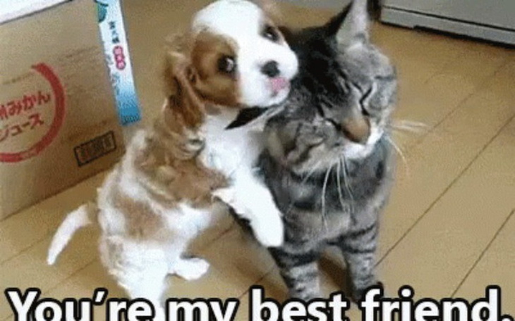 Zbiórka Stop kołtun! - zdjęcie główne