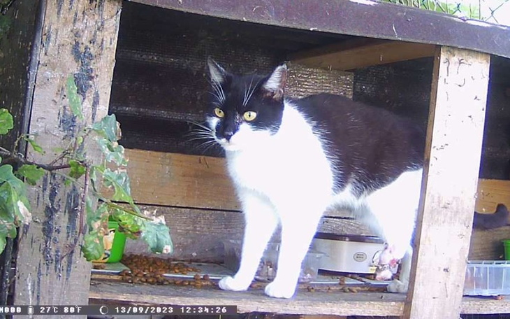 Zbiórka Koszmar bezdomności,traci łapkę - zdjęcie główne