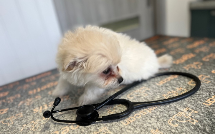 Zbiórka uratuj życie psiego dziecka - zdjęcie główne