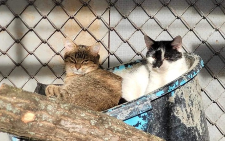 Dwa koty wylegują się w niebieskim pojemniku na tle siatki.