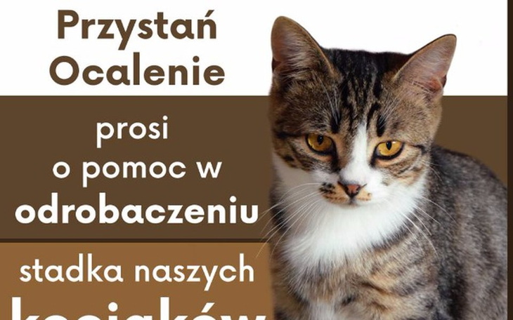 Zbiórka Grosik na odrobaczanie kotów - zdjęcie główne