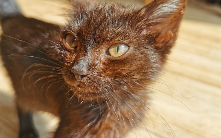 Zbiórka Transfuzja krwi dla przyjaciela - zdjęcie główne