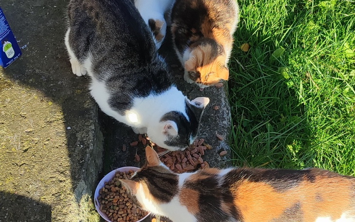 Zbiórka 3 kotki na opłacenie stylizacji - zdjęcie główne