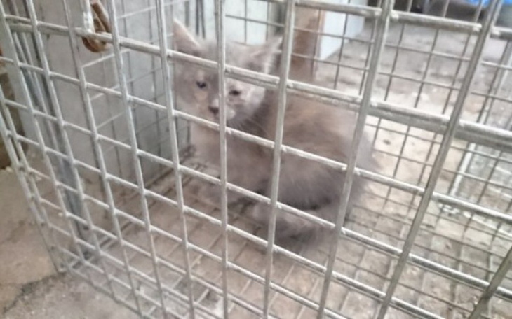 Zbiórka Akcja Sterylizacja !!! - zdjęcie główne