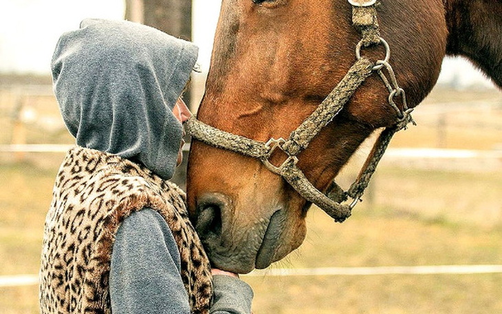 Zbiórka Pomóż kupić siano dla koni - zdjęcie główne
