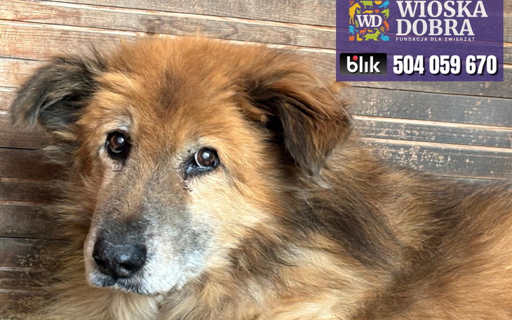 Stary pies z wyrazem smutku na twarzy.