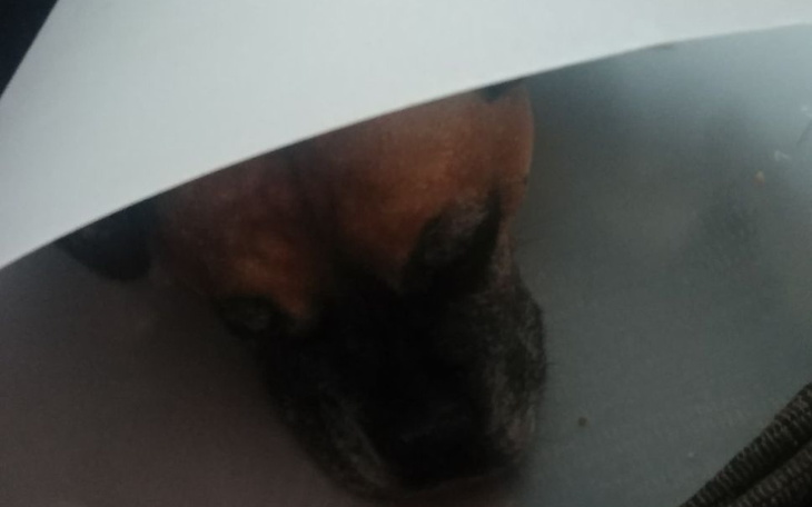 Zbiórka Na leczenie psa Stasia - zdjęcie główne