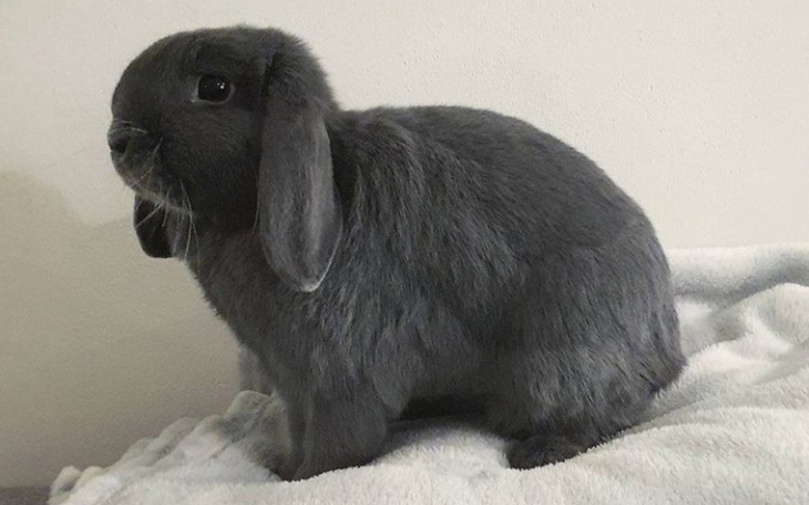 Zbiórka Sterylizacja i leczenie królika - zdjęcie główne