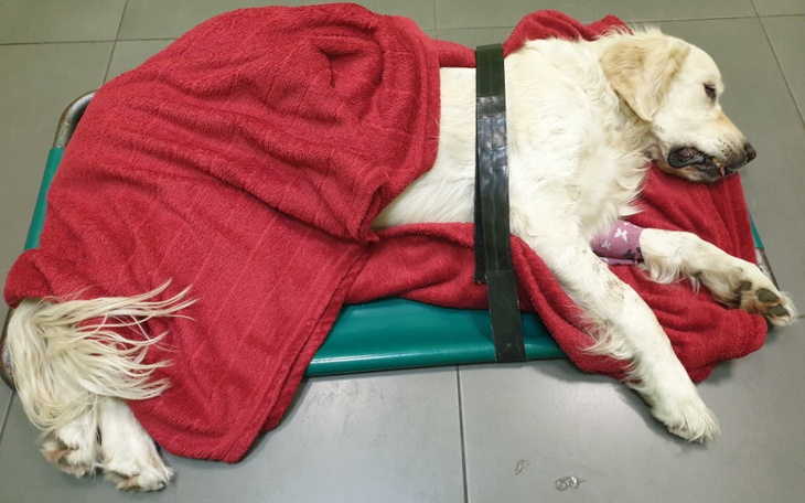 Zbiórka leczenie sparaliżowanej Kredki - zdjęcie główne